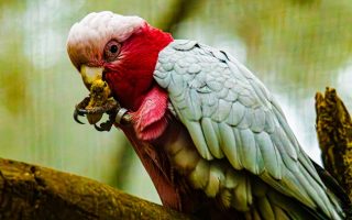 鸚鵡皮膚病的識別與有效管理策略