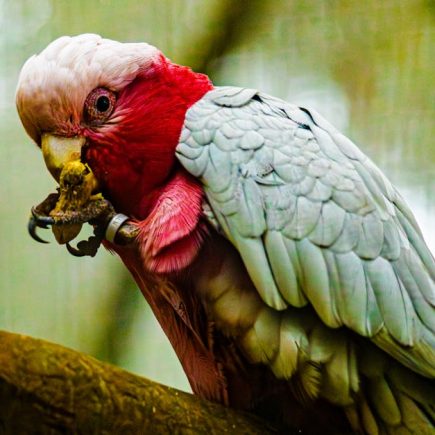 鸚鵡皮膚病的識別與有效管理策略