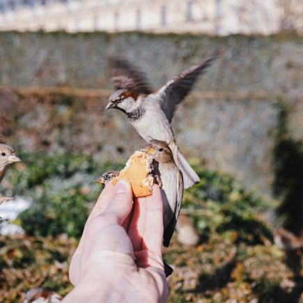 多士爐：早餐桌上的文化小故事
