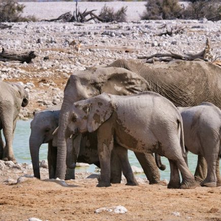 中菜的魅力與文化價值