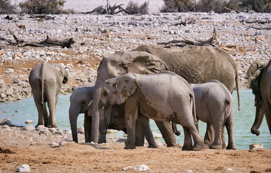 中菜的魅力與文化價值